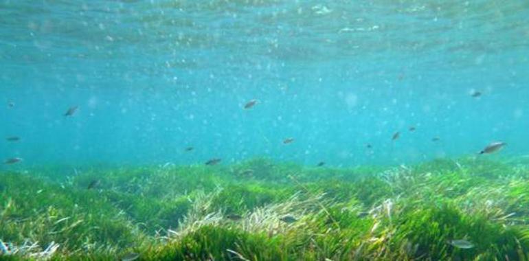 La densidad de la ‘Posidonia’ del Mediterráneo podría disminuir un 90% a mediados de siglo 