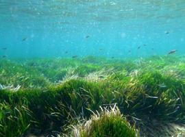 La densidad de la ‘Posidonia’ del Mediterráneo podría disminuir un 90% a mediados de siglo 