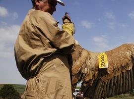 El programa de marcaje del buitre leonado alcanza los 644 ejemplares individualizados en Aragón
