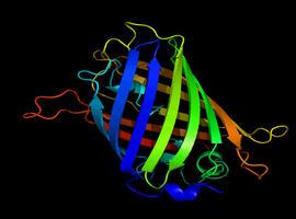 Un ‘termómetro’ intracelular no invasivo con proteínas fluorescentes