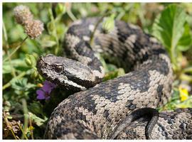 Cada mordedura de serpiente cuesta unos 2.000 euros