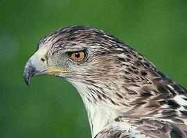 Mejora la situación del águila perdicera, una de las rapaces más amenazadas de España 