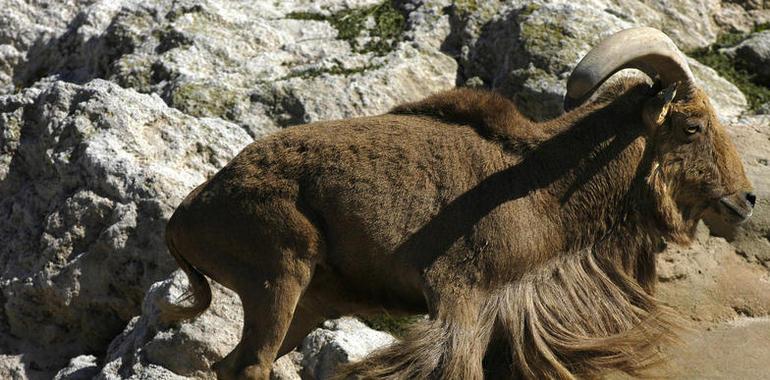 Los ungulados invasores compiten por el alimento en el monte mediterráneo 