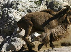 Los ungulados invasores compiten por el alimento en el monte mediterráneo 