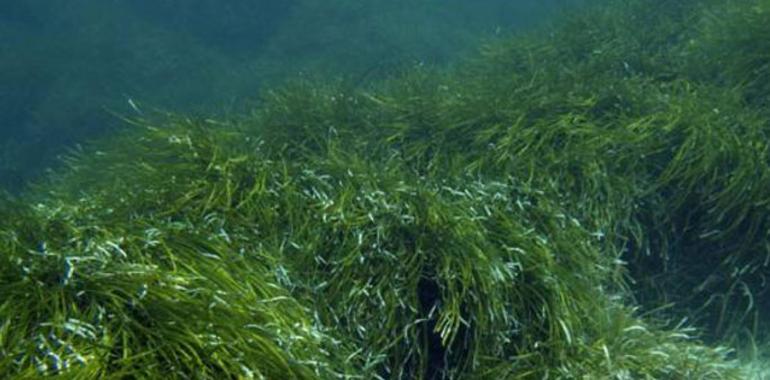 Las praderas submarinas almacenan el doble de carbono que los bosques 