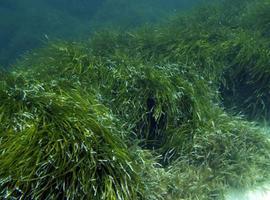 Las praderas submarinas almacenan el doble de carbono que los bosques 