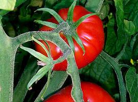 El tomate sí tenía la culpa, pero es un resistente universal