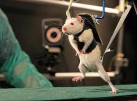 Ratas paralíticas vuelven a caminar