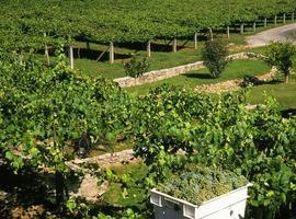 Los vinos de Masaveu Bodegas en busca de la ‘Nariz de Oro Amateur’