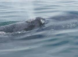 Espectacular video del salvamento de una ballena presa en una red de pescadores