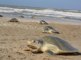 Localizados más de 18 mil nidos de tortuga lora en las costas de Tamaulipas