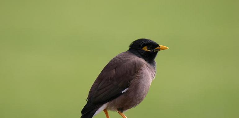 Las aves urbanitas son más valientes y exploradoras que las de entornos naturales