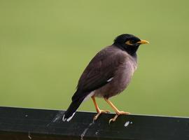 Las aves urbanitas son más valientes y exploradoras que las de entornos naturales