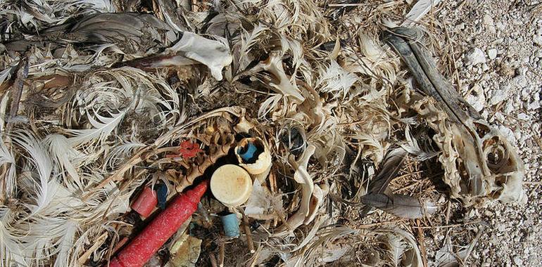 La basura del Atolon de Midway en el Pacifico Norte (Video: imágenes muy fuertes)