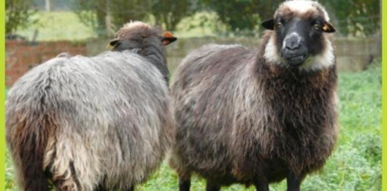 Xornaes del Corderu Xaldu en Tierra Astur