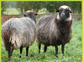 Xornaes del Corderu Xaldu en Tierra Astur