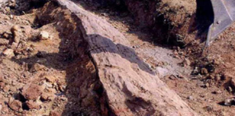 Un tronco fósil de 290 millones de años hallado en la Sierra Norte de Sevilla