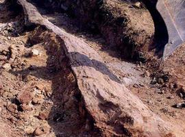Un tronco fósil de 290 millones de años hallado en la Sierra Norte de Sevilla
