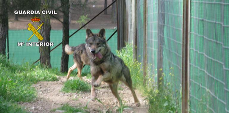 La Guardia Civil, con participación de Oviedo, recupera 5 lobos y un lince