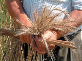 Jornada de Transferencia Plan Integral para la Promoción y la Mejora de Producción de la Escanda