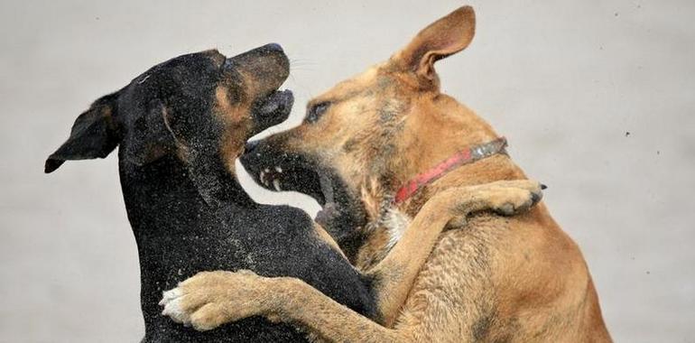 Si su perro es agresivo, a lo mejor le duele algo