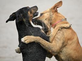 Si su perro es agresivo, a lo mejor le duele algo