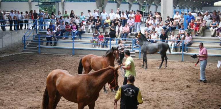 ECUNARCEA12: Concurso morfológico ecuestre en La Imera, Cangas