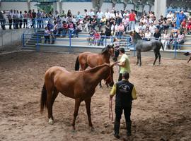 ECUNARCEA\12: Concurso morfológico ecuestre en La Imera, Cangas