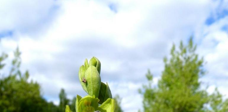 Las orquídeas silvestres, protagonistas de una exposición en la Casa del Parque de las Lagunas de Neila