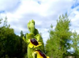 Las orquídeas silvestres, protagonistas de una exposición en la Casa del Parque de las Lagunas de Neila