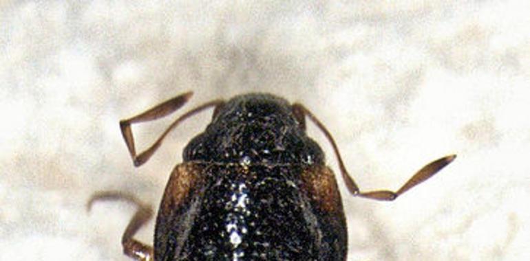 Descubren dos nuevos escarabajos endémicos de la Península Ibérica 