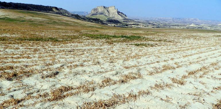 La sequía reducirá un 22% la producción de arroz en España