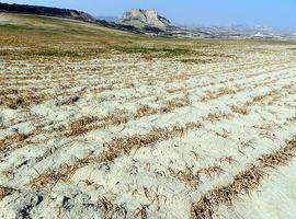 La sequía reducirá un 22% la producción de arroz en España