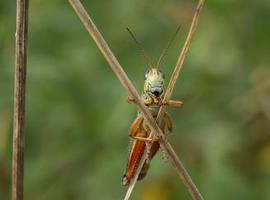 Los saltamontes ‘muertos de miedo’ alteran el ecosistema