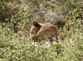 Endesa y la Fundación Oso Pardo firman un convenio para el desarrollo rural y la protección del oso pardo