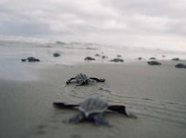 República Dominicana prohibe la captura, matanza o venta de tortugas marinas