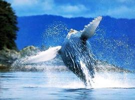 Las ballenas francas llegan a su cita anual en Península Valdés