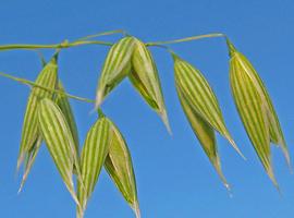 La avena es tóxica para celíacos según su variedad 