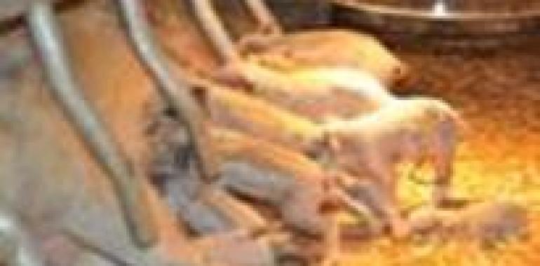 Consiguen criar los primeros ejemplares de cerdo mangalica en España