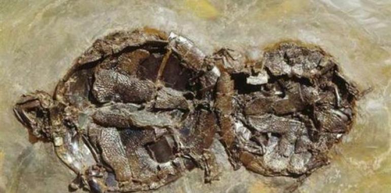 Descubren dos tortugas fosilizadas mientras copulaban 
