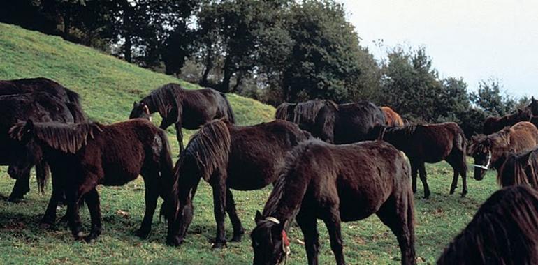 El turismo verde crece más del 46% en Asturias