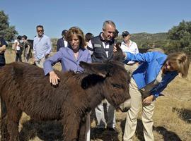 La brigada asnal limpia los montes