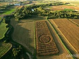 El maíz transgénico no tiene nada de ecológico