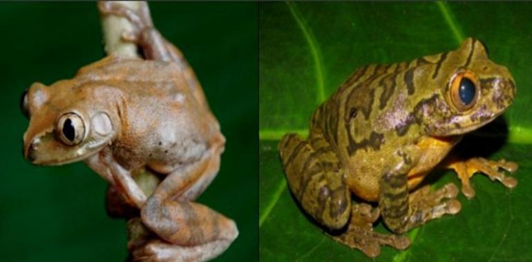 Nuevas especies de anfibios en la isla de Bioko