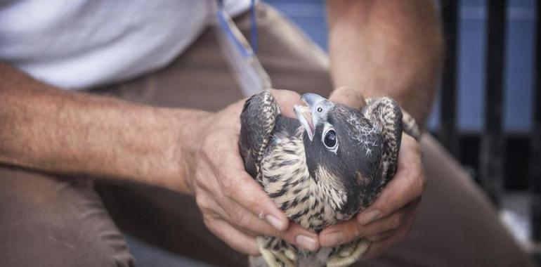 El ciudadano Halcón peregrino vuelve a Madrid