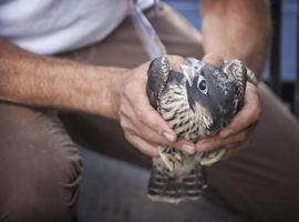 El ciudadano Halcón peregrino vuelve a Madrid