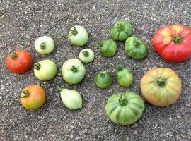 Descubren un gen que afecta al sabor del tomate