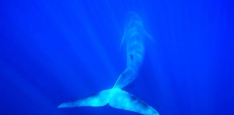 ¿Salvamos o cazamos a las ballenas