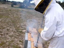 La producción de miel se reduce un 70% en España a causa de la sequía