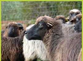 Xornaes del Corderu Xaldu en Sidreríes Tierra Astur y Crivencar 